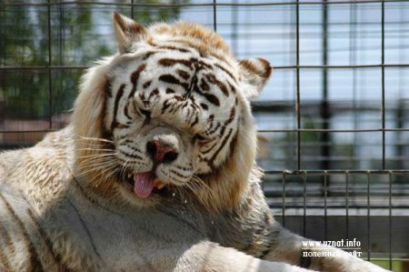 Кенни - белый тигр с синдромом Дауна в частном зоопарке США