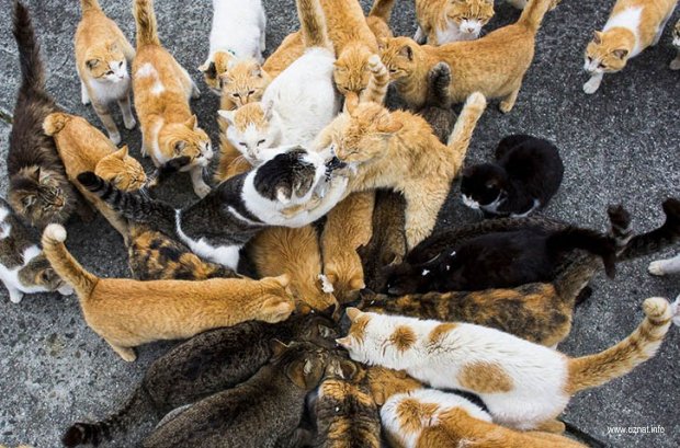 ЭТО НЕВЕРОЯТНО! Проблемы с кошками на острове Аошима