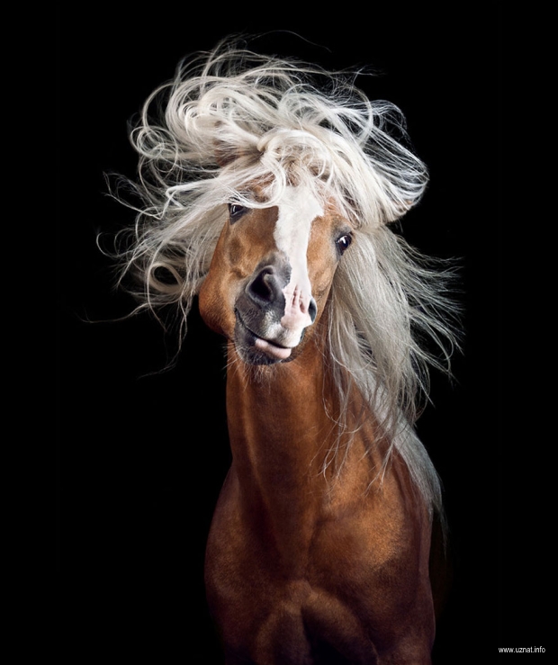 Грациозные кони в фотографиях Вибке Хаас